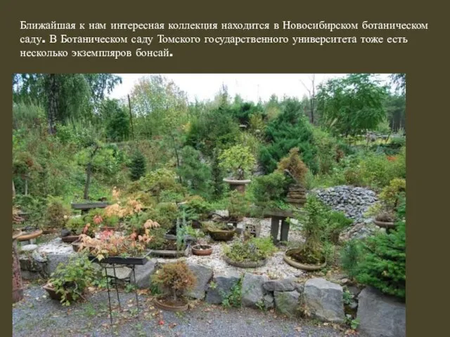Ближайшая к нам интересная коллекция находится в Новосибирском ботаническом саду.