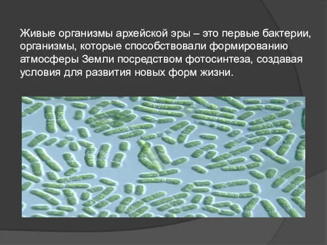 Живые организмы архейской эры – это первые бактерии, организмы, которые