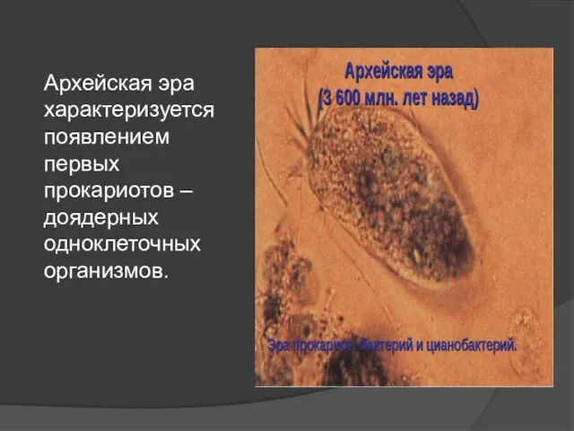 Архейская эра характеризуется появлением первых прокариотов – доядерных одноклеточных организмов.
