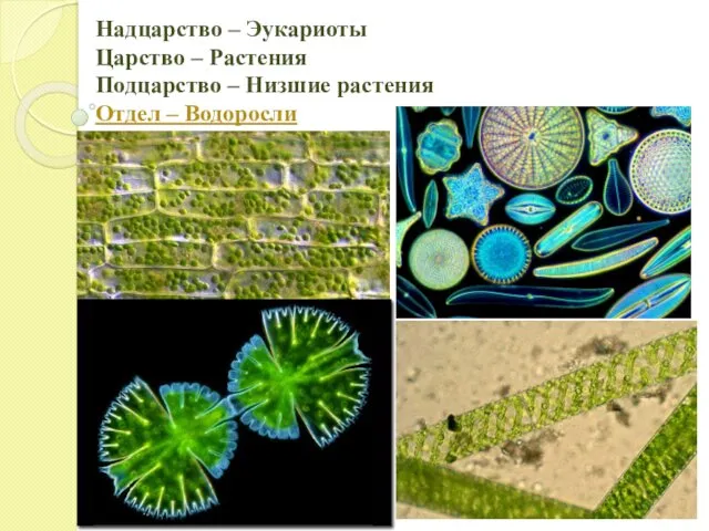 Надцарство – Эукариоты Царство – Растения Подцарство – Низшие растения Отдел – Водоросли