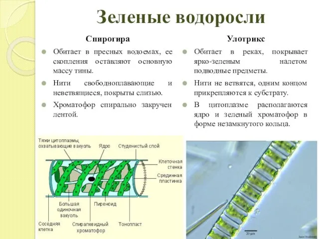 Зеленые водоросли Спирогира Обитает в пресных водоемах, ее скопления оставляют