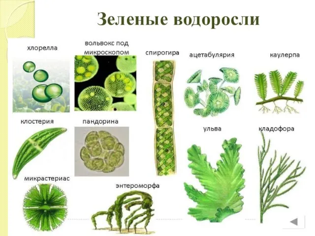 Зеленые водоросли