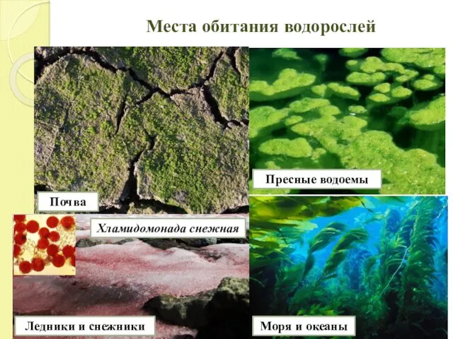 Места обитания водорослей Почва Моря и океаны Пресные водоемы Ледники и снежники Хламидомонада снежная