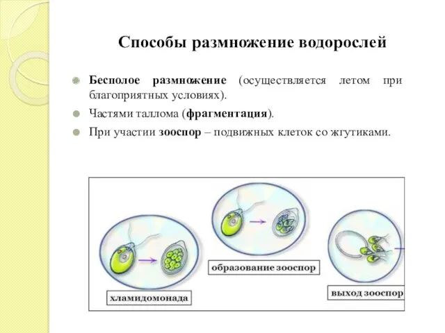 Способы размножение водорослей Бесполое размножение (осуществляется летом при благоприятных условиях).