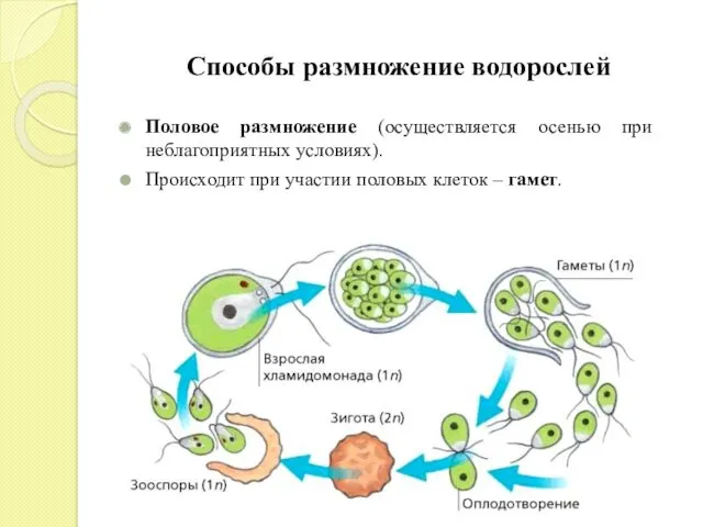 Половое размножение (осуществляется осенью при неблагоприятных условиях). Происходит при участии