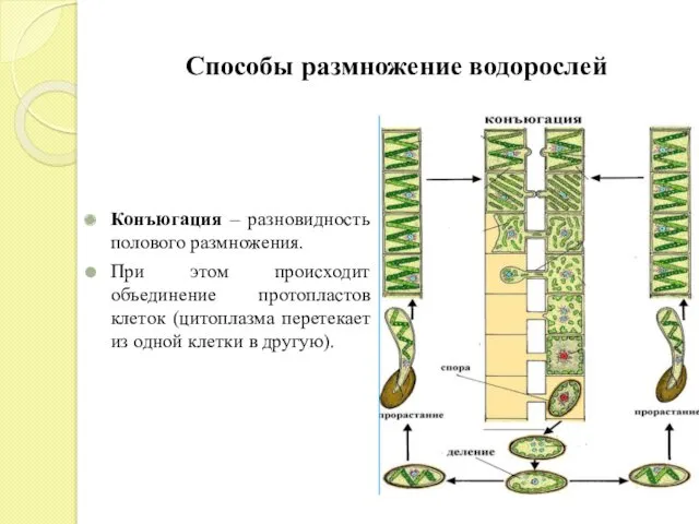 Конъюгация – разновидность полового размножения. При этом происходит объединение протопластов