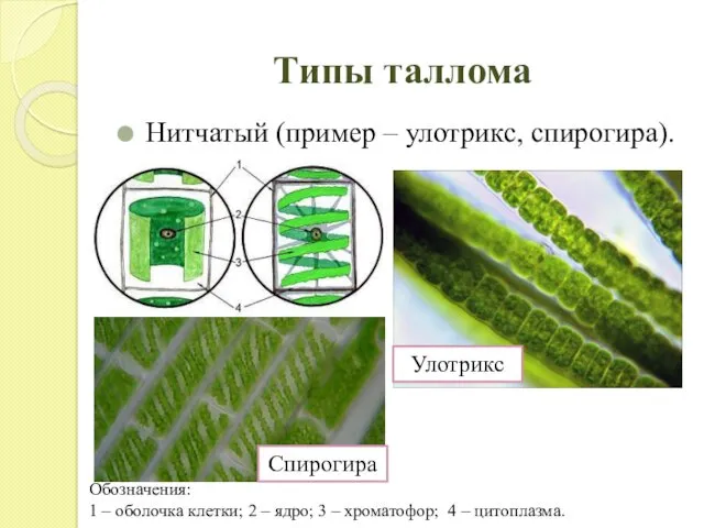 Типы таллома Нитчатый (пример – улотрикс, спирогира). Обозначения: 1 –