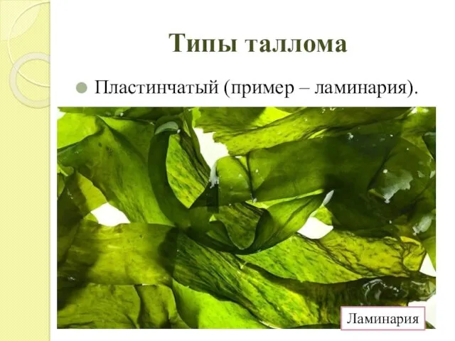 Типы таллома Пластинчатый (пример – ламинария). Ламинария