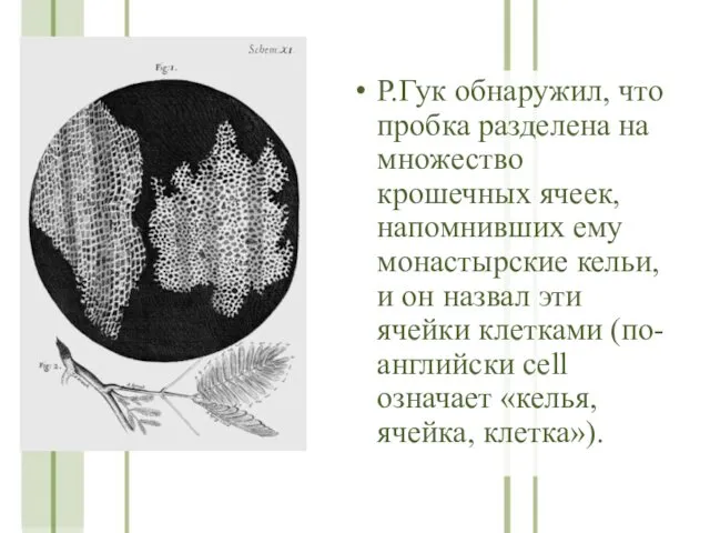 Р.Гук обнаружил, что пробка разделена на множество крошечных ячеек, напомнивших