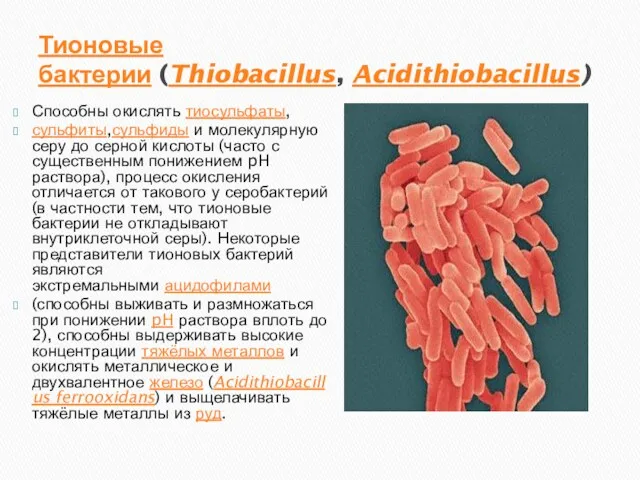 Тионовые бактерии (Thiobacillus, Acidithiobacillus) Способны окислять тиосульфаты, сульфиты,сульфиды и молекулярную