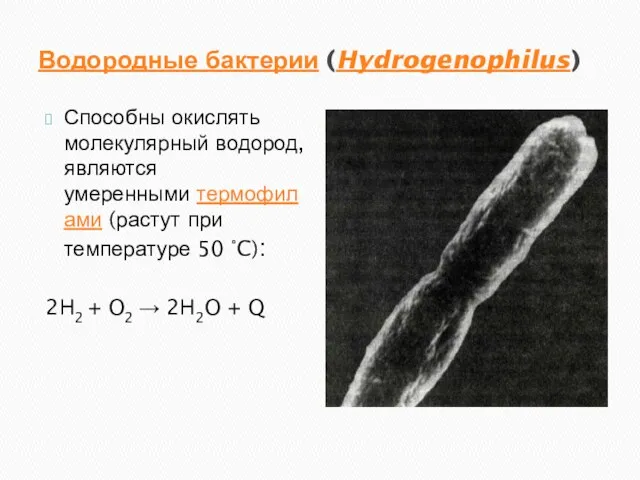 Водородные бактерии (Hydrogenophilus) Способны окислять молекулярный водород, являются умеренными термофилами