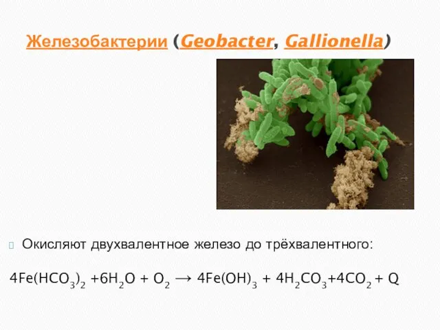 Железобактерии (Geobacter, Gallionella) Окисляют двухвалентное железо до трёхвалентного: 4Fe(HCO3)2 +6H2O