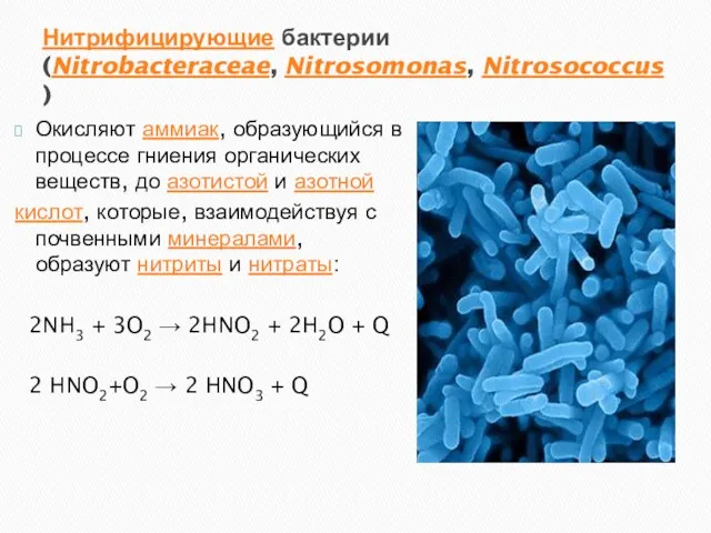 Нитрифицирующие бактерии (Nitrobacteraceae, Nitrosomonas, Nitrosococcus) Окисляют аммиак, образующийся в процессе