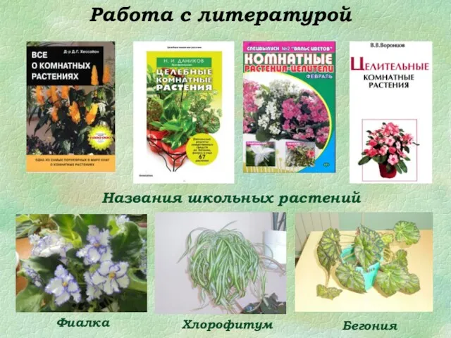 Работа с литературой Фиалка Бегония Хлорофитум Названия школьных растений