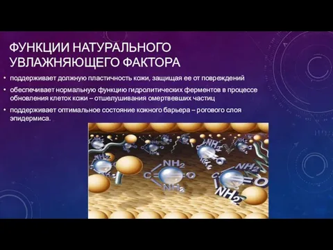 ФУНКЦИИ НАТУРАЛЬНОГО УВЛАЖНЯЮЩЕГО ФАКТОРА поддерживает должную пластичность кожи, защищая ее