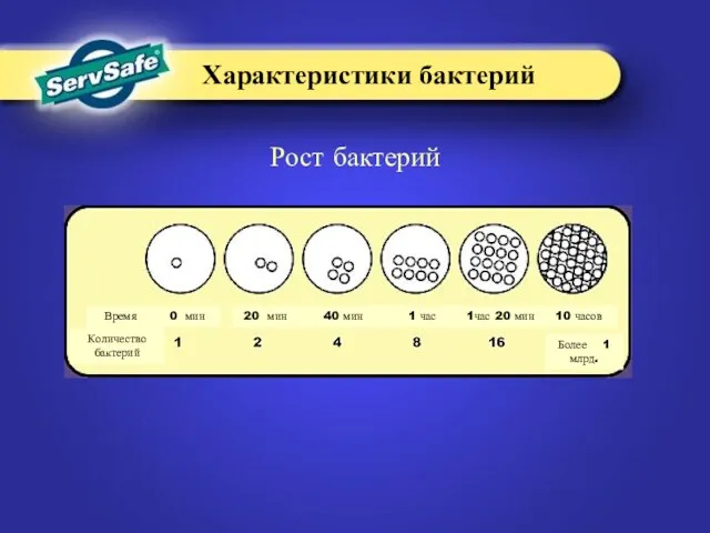 Рост бактерий 20 мин 40 мин 1час 20 мин 1