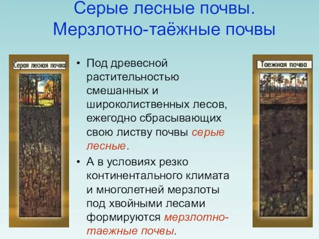 Серые лесные почвы. Мерзлотно-таёжные почвы Под древесной растительностью смешанных и