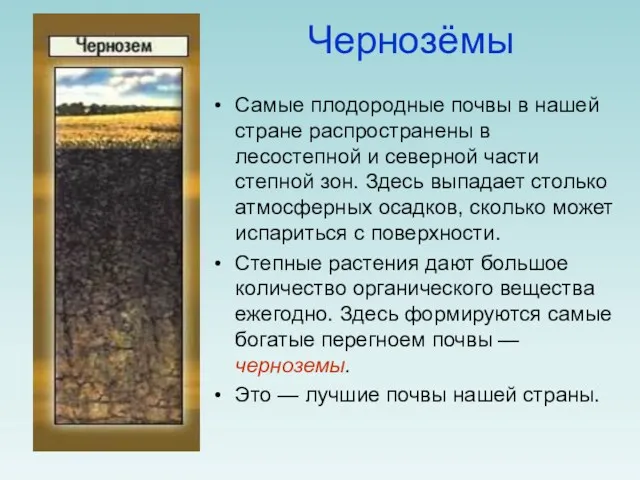 Чернозёмы Самые плодородные почвы в нашей стране распространены в лесостепной