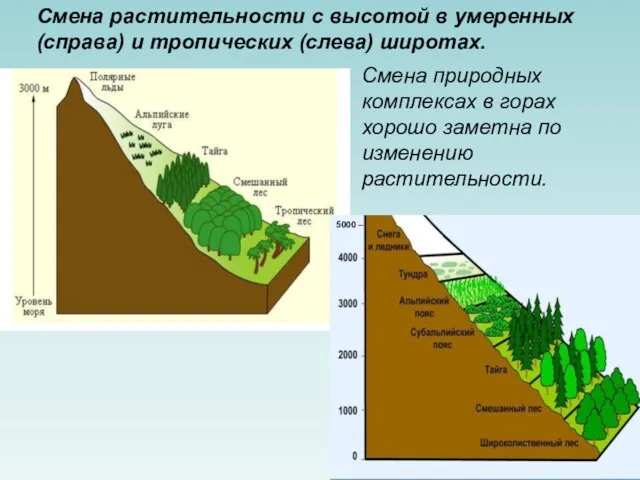 5000 – Смена растительности с высотой в умеренных (справа) и