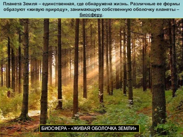 Планета Земля – единственная, где обнаружена жизнь. Различные ее формы