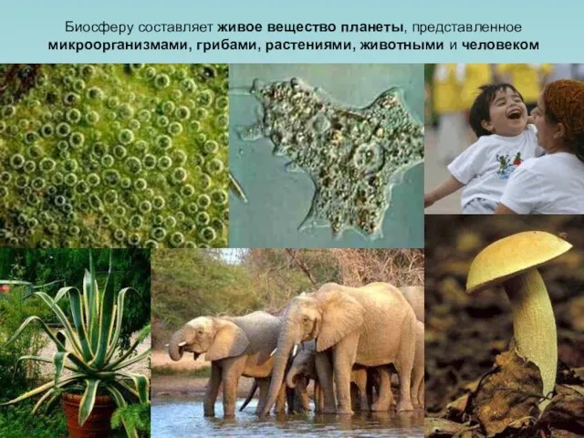 Биосферу составляет живое вещество планеты, представленное микроорганизмами, грибами, растениями, животными и человеком