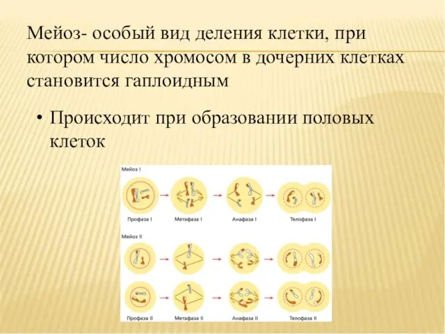 Мейоз- особый вид деления клетки, при котором число хромосом в