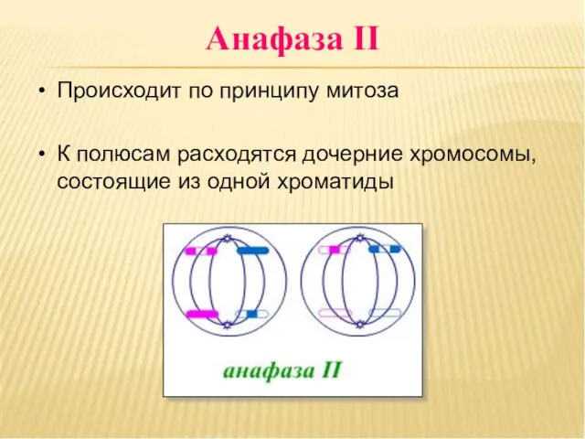 Анафаза II Происходит по принципу митоза К полюсам расходятся дочерние хромосомы, состоящие из одной хроматиды