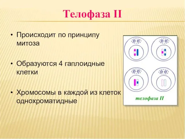 Телофаза II Происходит по принципу митоза Образуются 4 гаплоидные клетки Хромосомы в каждой из клеток однохроматидные