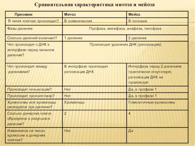 Сравнительная характеристика митоза и мейоза