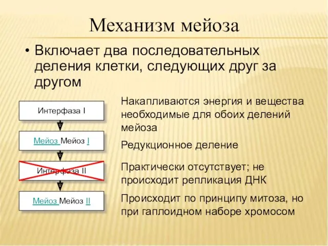 Механизм мейоза Включает два последовательных деления клетки, следующих друг за