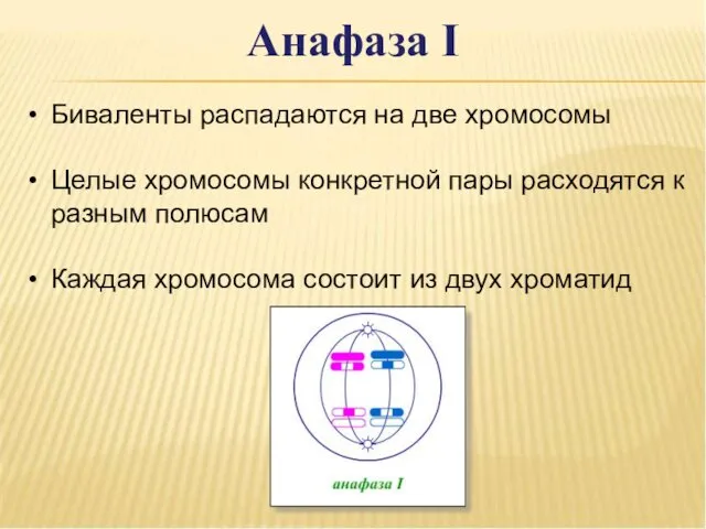 Анафаза I Биваленты распадаются на две хромосомы Целые хромосомы конкретной