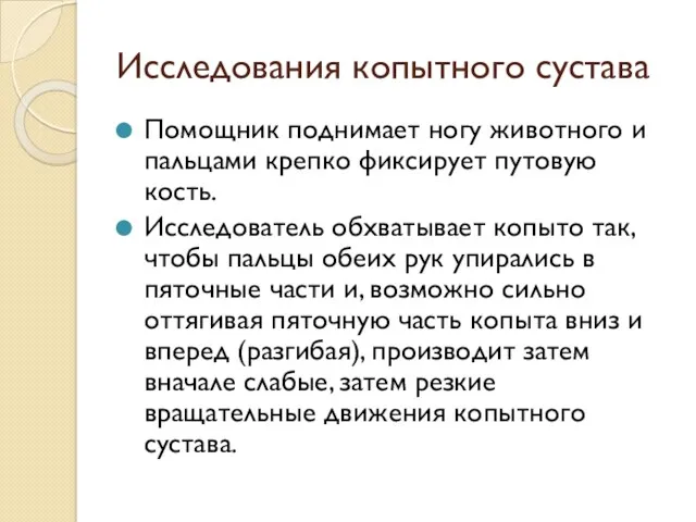 Исследования копытного сустава Помощник поднимает ногу животного и пальцами крепко