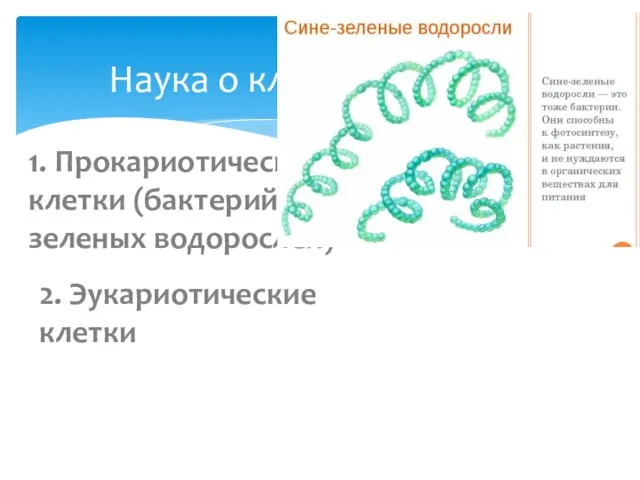 ЦИТОЛОГИЯ Наука о клетке - 1. Прокариотические клетки (бактерий и сине-зеленых водорослей) 2. Эукариотические клетки