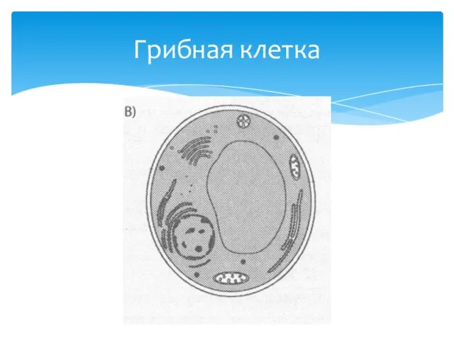 Грибная клетка