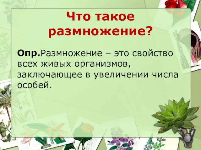 Что такое размножение? Опр.Размножение – это свойство всех живых организмов, заключающее в увеличении числа особей.