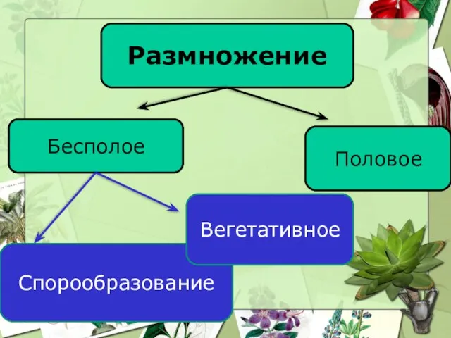 Способы размножения? Размножение Бесполое Половое Спорообразование Вегетативное