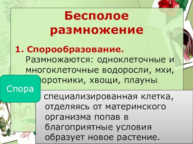 Бесполое размножение 1. Спорообразование. Размножаются: одноклеточные и многоклеточные водоросли, мхи,