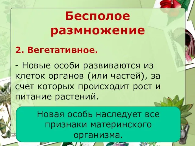 Бесполое размножение 2. Вегетативное. - Новые особи развиваются из клеток