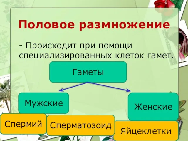 Половое размножение - Происходит при помощи специализированных клеток гамет. Гаметы Мужские Женские Яйцеклетки Спермий Сперматозоид