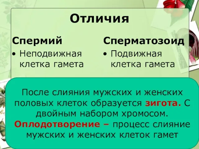 Отличия Спермий Неподвижная клетка гамета Сперматозоид Подвижная клетка гамета После