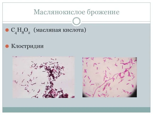 Маслянокислое брожение С4Н8О2 (масляная кислота) Клостридии