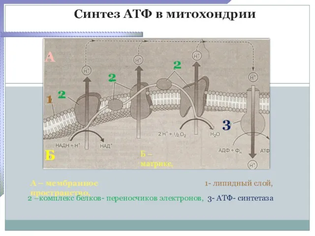 Синтез АТФ в митохондрии А Б 1 2 2 2 А – мембранное