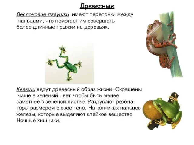 Древесные Веслоногие лягушки имеют перепонки между пальцами, что помогает им