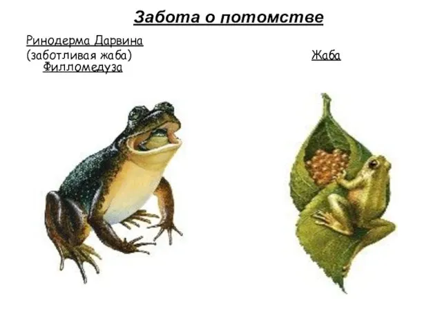 Забота о потомстве Ринодерма Дарвина (заботливая жаба) Жаба Филломедуза
