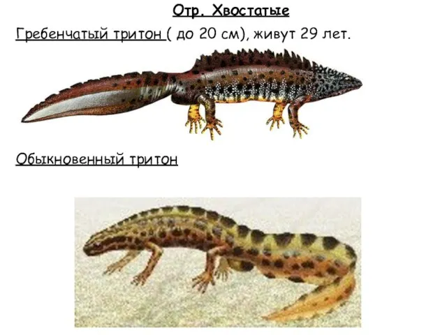 Отр. Хвостатые Гребенчатый тритон ( до 20 см), живут 29 лет. Обыкновенный тритон