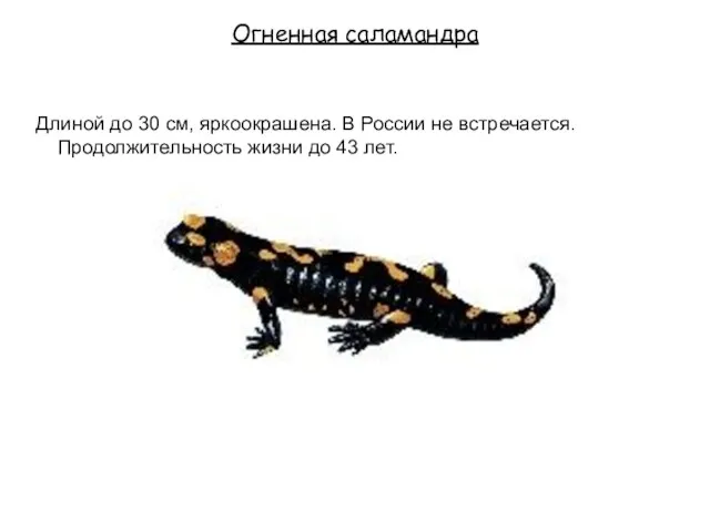 Огненная саламандра Длиной до 30 см, яркоокрашена. В России не встречается. Продолжительность жизни до 43 лет.