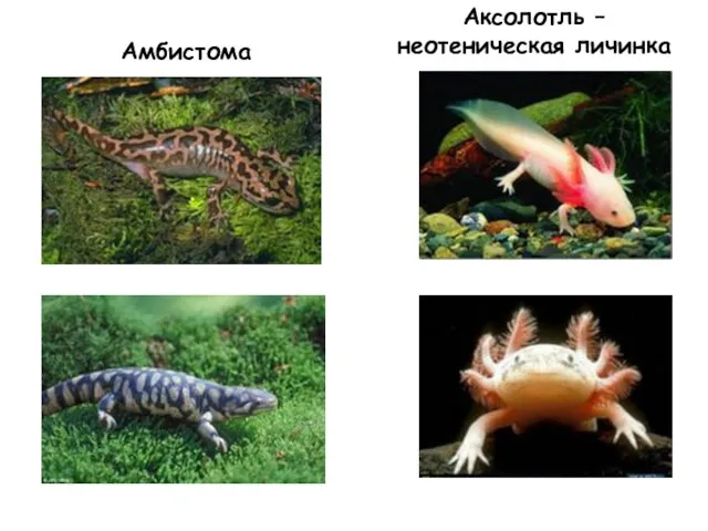 Амбистома Аксолотль – неотеническая личинка