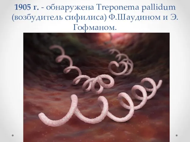 1905 г. - обнаружена Treponema pallidum (возбудитель сифилиса) Ф.Шаудином и Э.Гофманом.