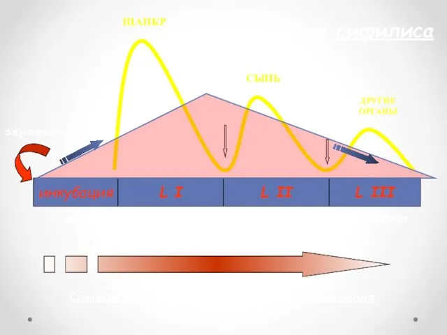 инкубация L I L II L III заражение ШАНКР СЫПЬ ДРУГИЕ ОРГАНЫ раний