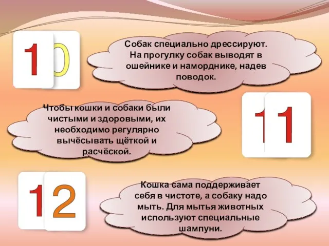 Собак специально дрессируют. На прогулку собак выводят в ошейнике и